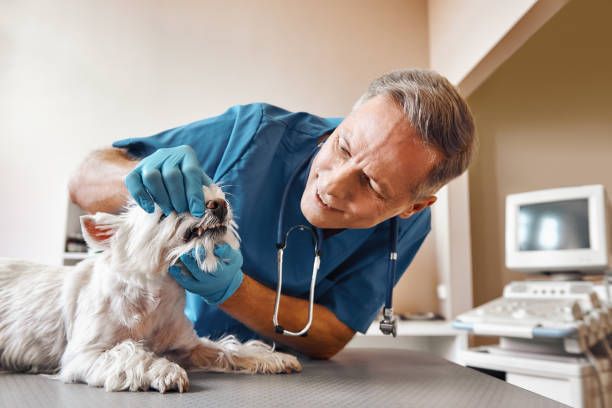 Best Emergency Denture Repair in Pacolet, SC